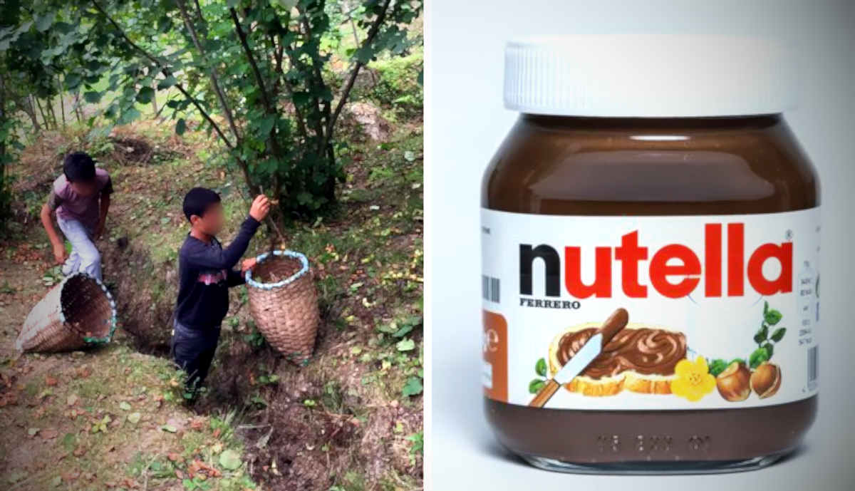 Ferrero dà 2mila euro ai dipendenti, ma le nocciole della Nutella vengono raccolte anche con il lavoro minorile