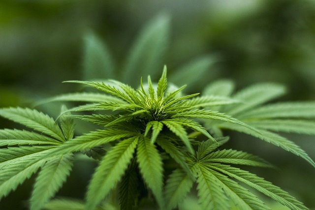 Marijuana Legale in Italia: a che punto siamo?