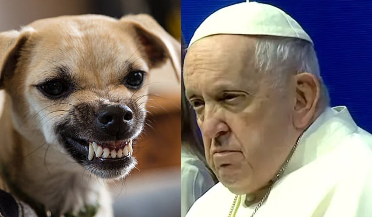 Papa Francesco critica l'amore per gli animali nel discorso agli Stati Generali della Natalità