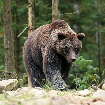 Orsi in Trentino, la fuga dei turisti.