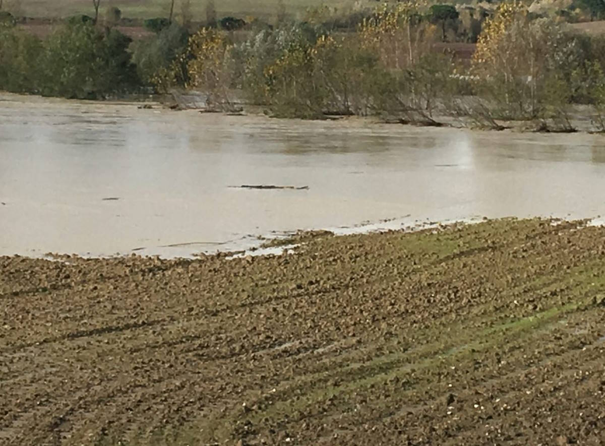 Emilia-Romagna, gravissimi i danni all'agricoltura causati dall'alluvione