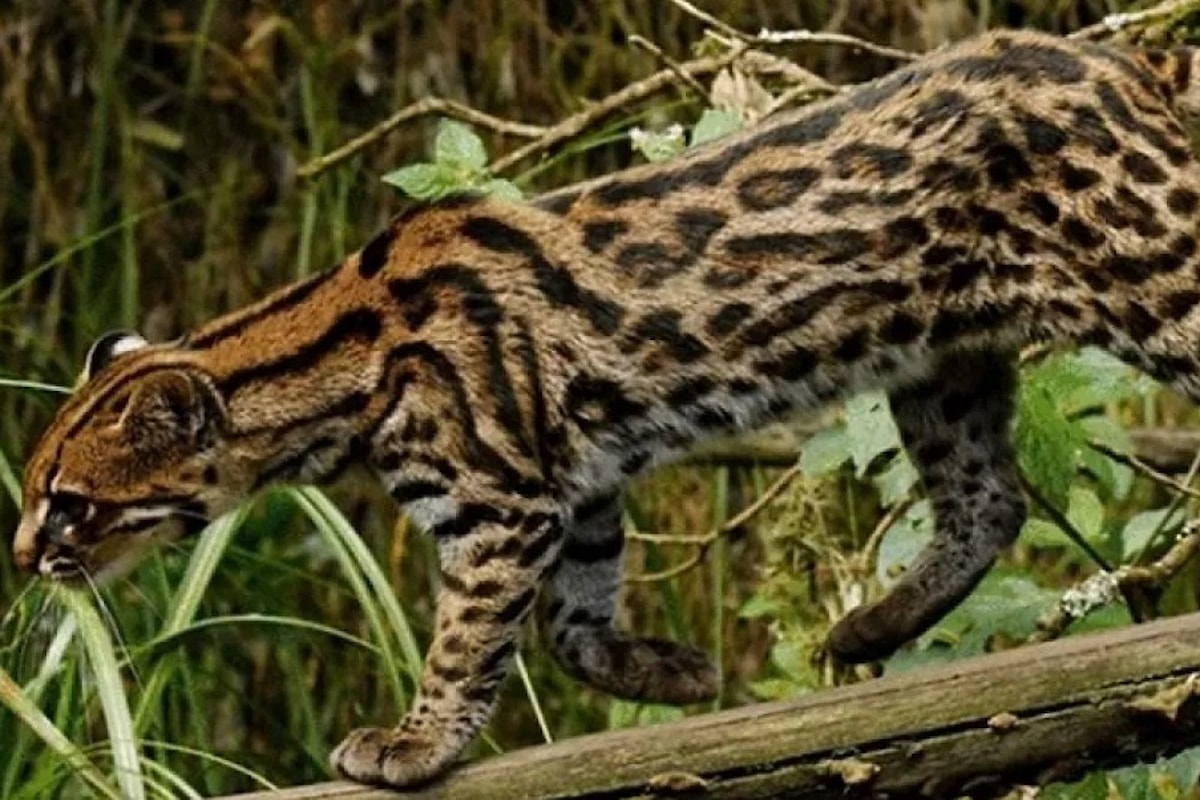Scoperta nuova specie di Gatto Tigre