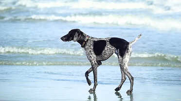 Come funziona il corpo dei cani: l' Allostasi e l' Omeostasi.