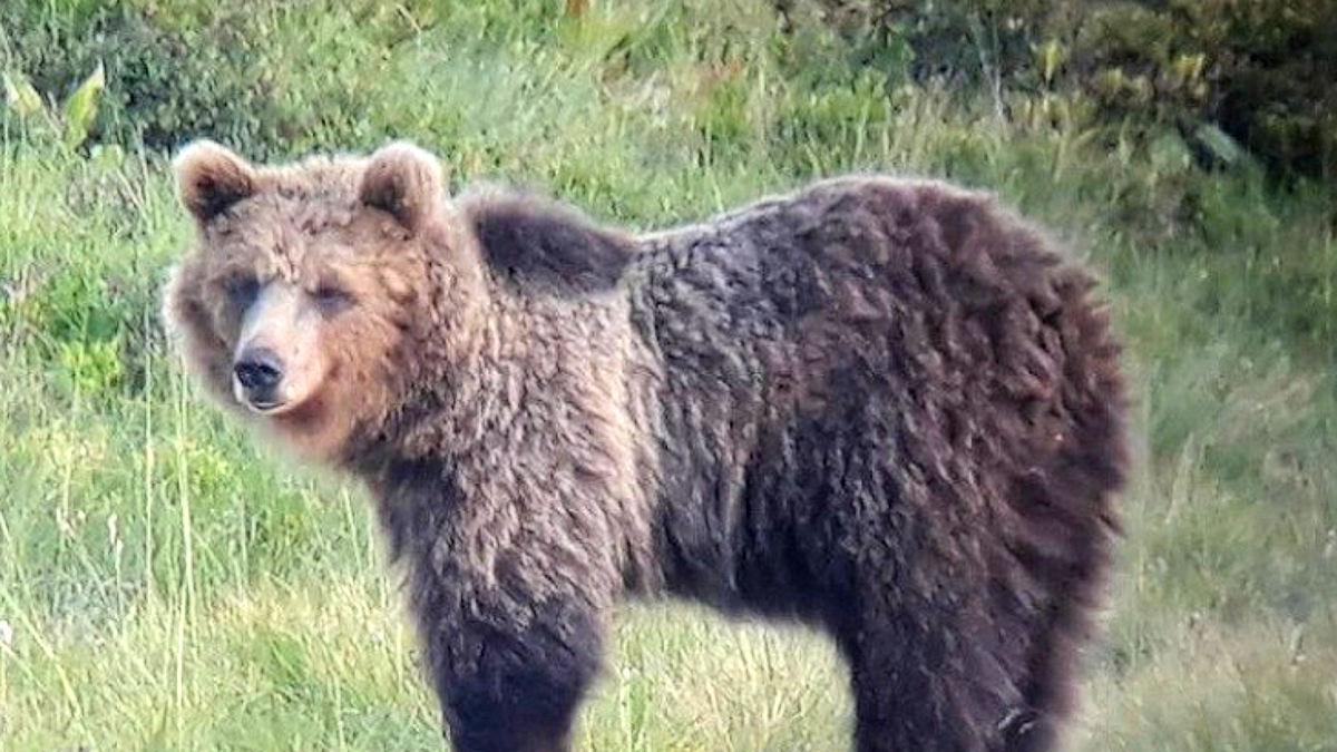 Brambilla a Fugatti: Trasferiamo M49 in Romania, a spese del LEIDAA