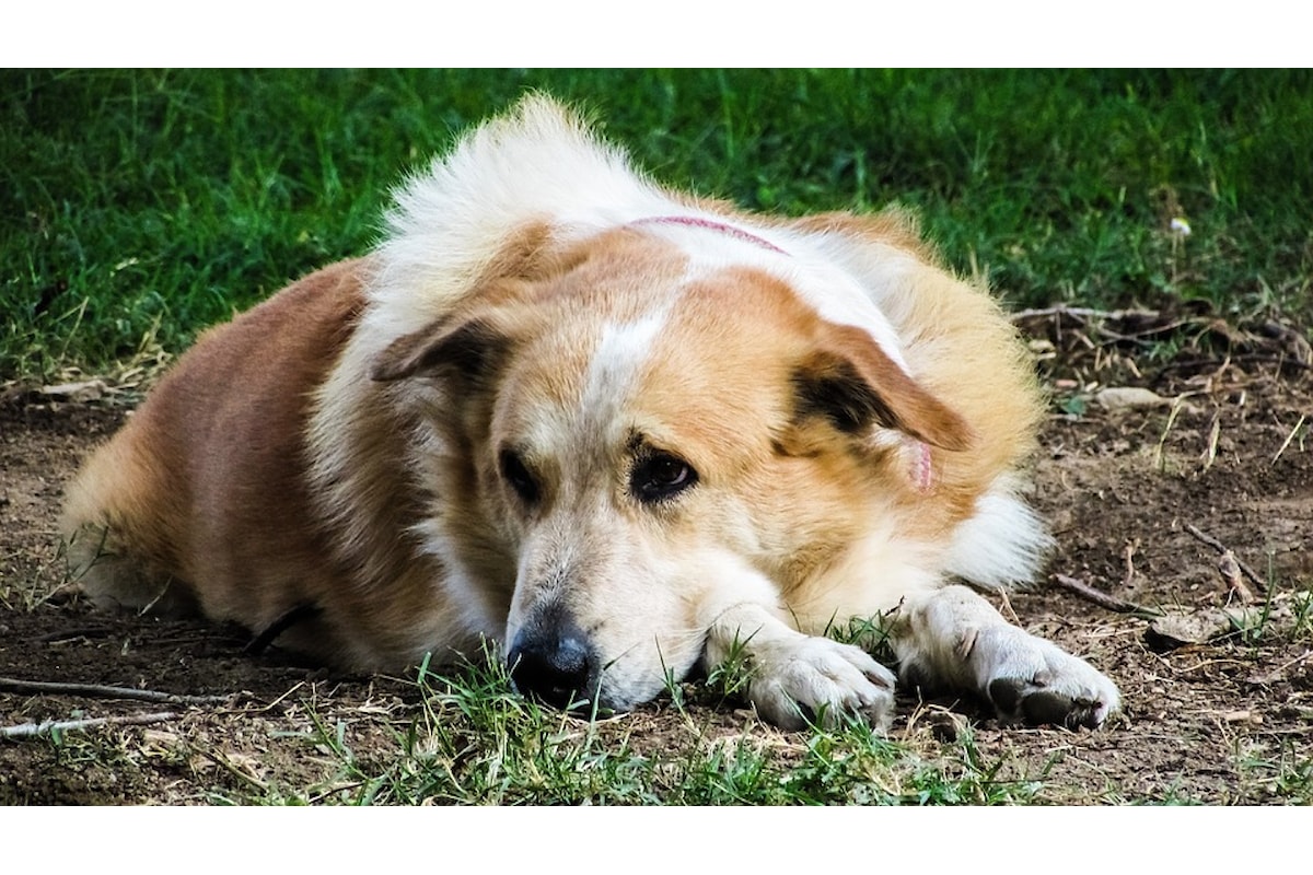 Il mio cane? Proprio stupido, disse il padrone ...