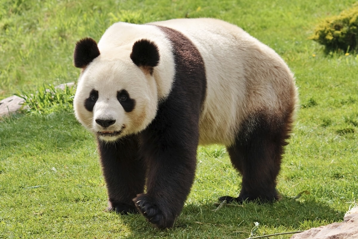 Le sei dita del panda