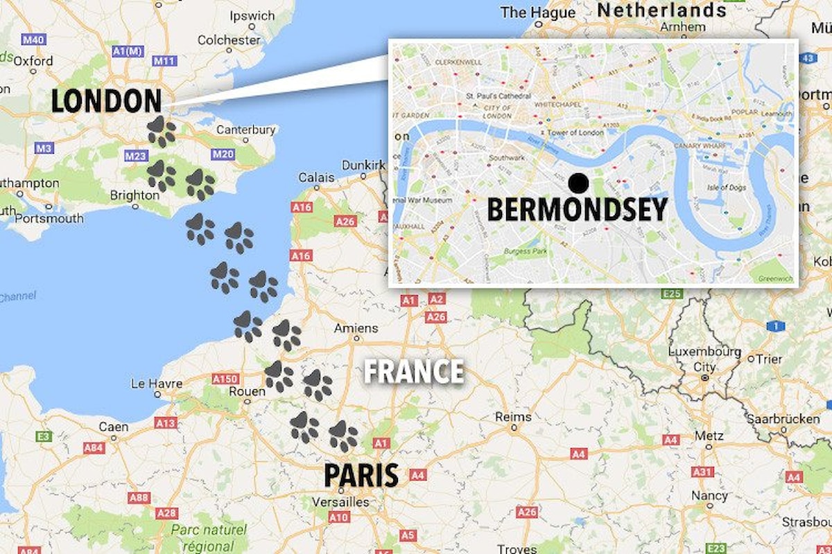 Un gatto scompare a Londra e ricompare a Parigi dopo 8 anni