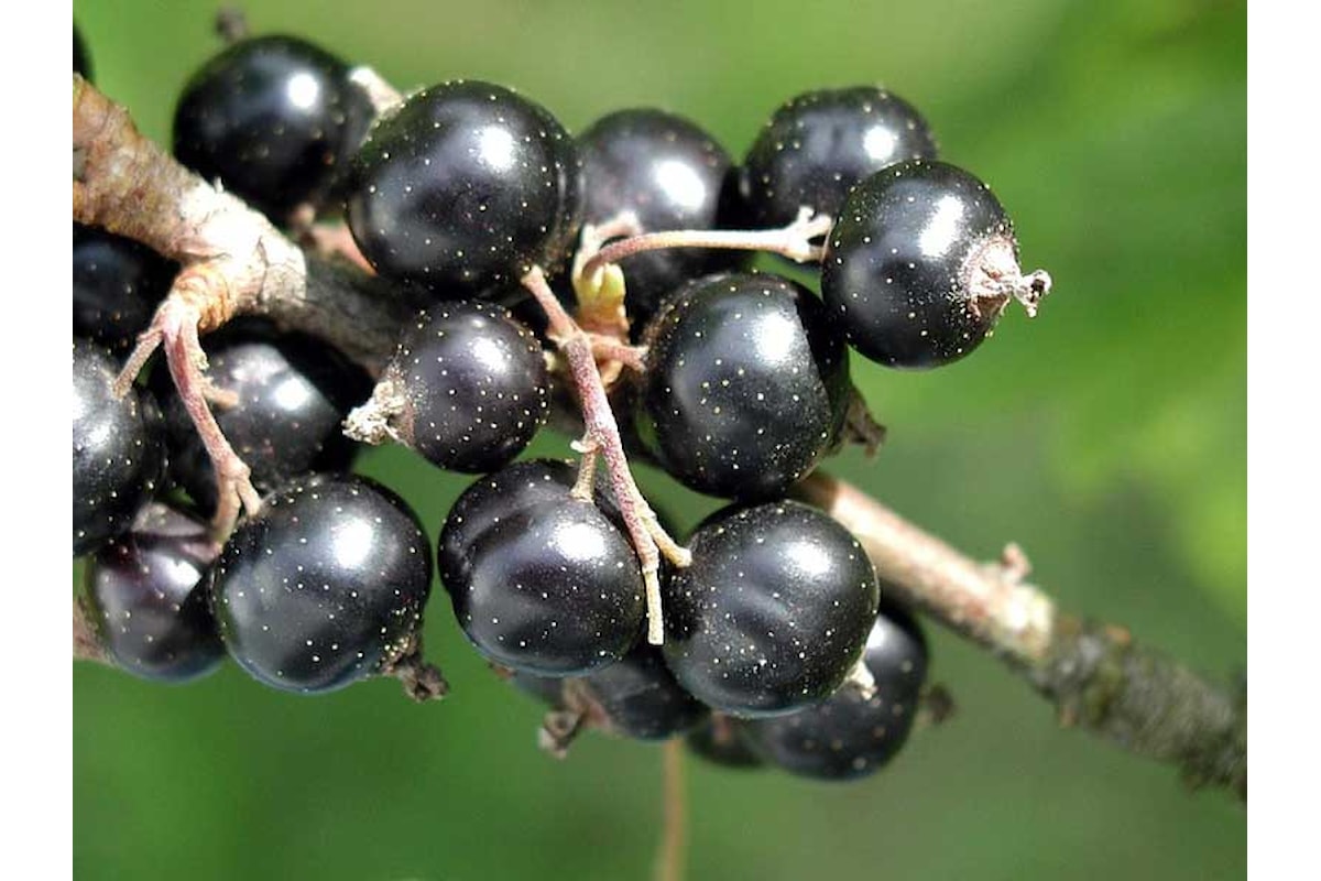 Ribes Nero: rimedio naturale per allergie ed infiammazioni