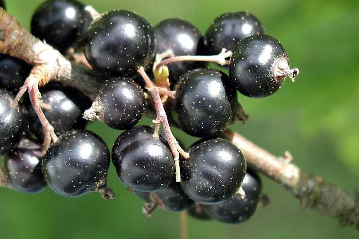 Ribes Nero: rimedio naturale per allergie ed infiammazioni