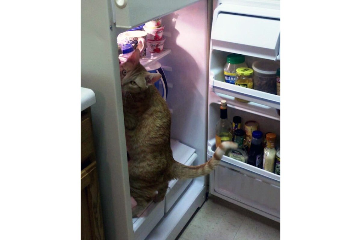 La dieta adatta per il nostro gatto