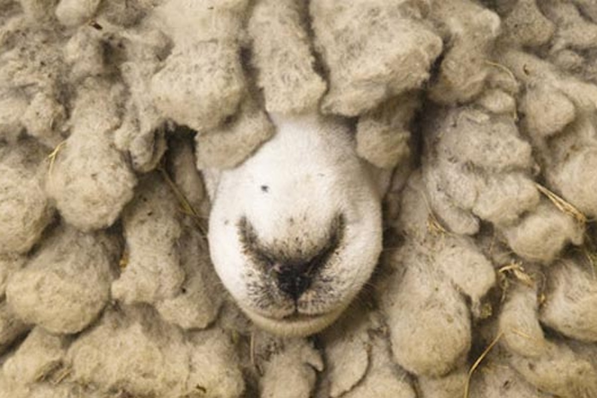 La lana bio: prodotto d'eccellenza.