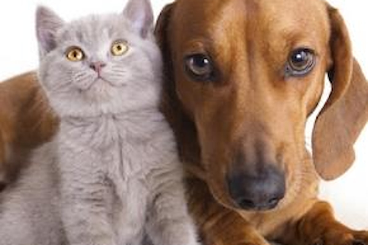 La filariosi nel cane e nel gatto: una malattia pericolosissima