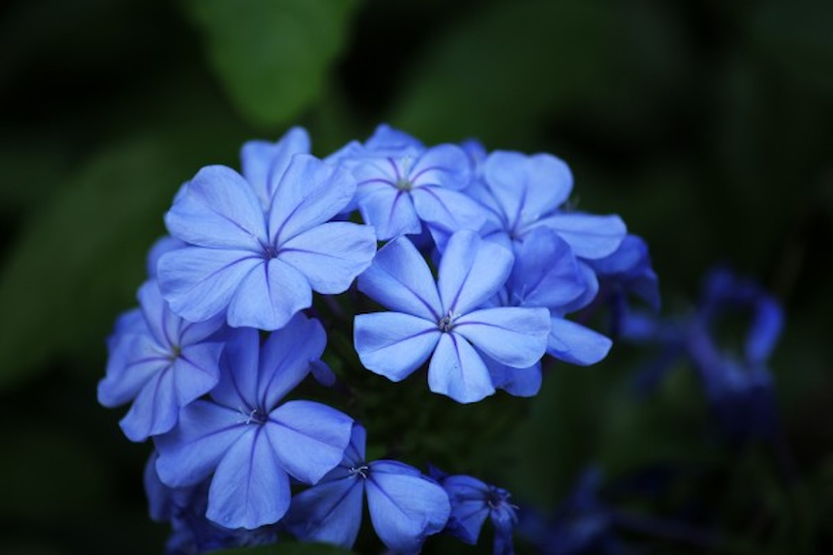 Il fiore è petaloso, l'Accademia della Crusca approva il nuovo termine coniato da un bambino