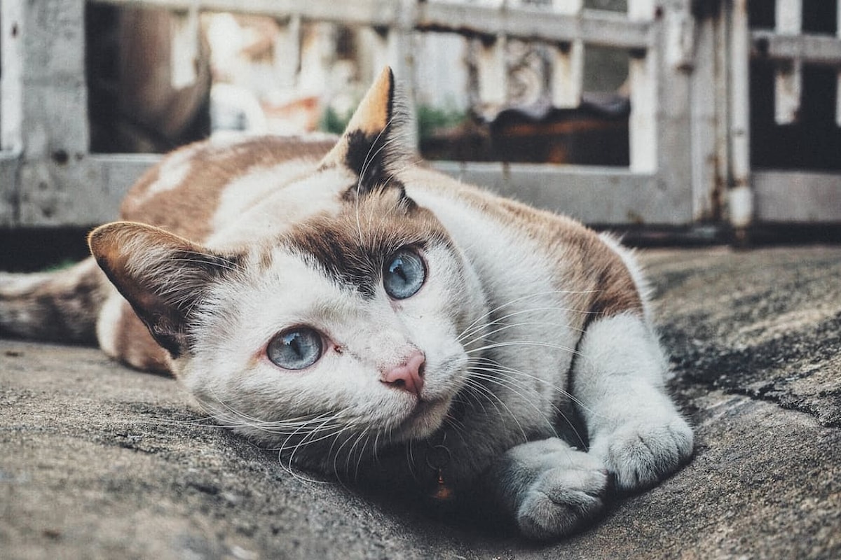 L’ipertiroidismo nel gatto: Le malattie dei felini