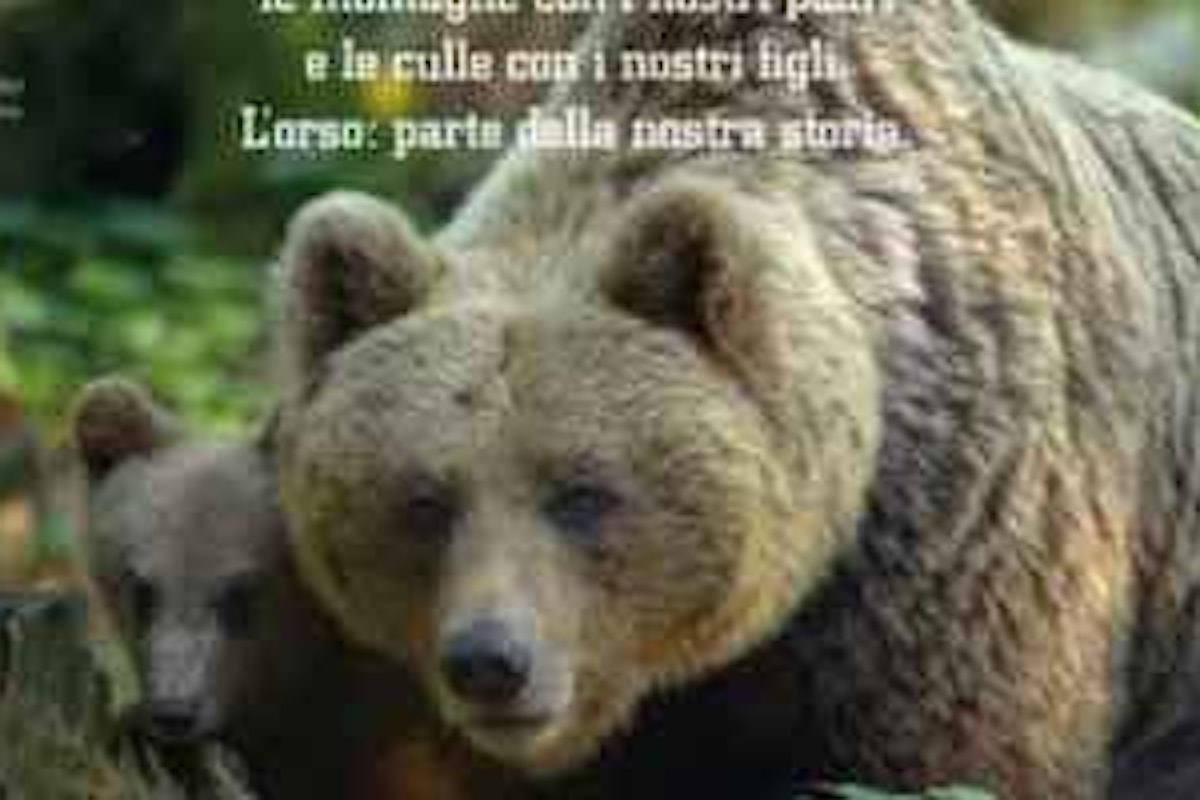 Il piano sconvolgente della regione Trentino per la gestione dei lupi