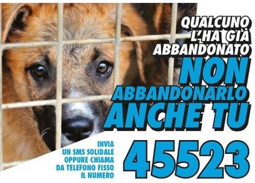 Raccolta fondi per combattere il randagismo - invia ora un SMS solidale
