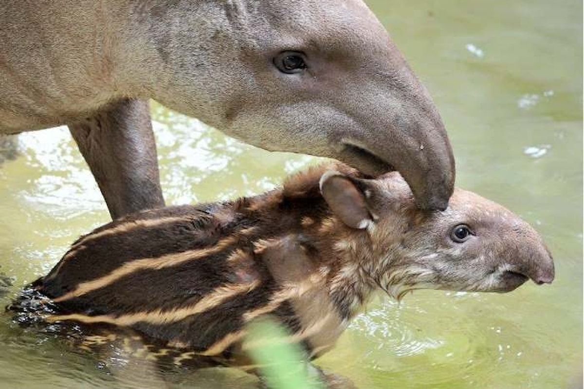 Un cucciolo di tapiro allarga la famiglia presente al Bioparco Di Roma