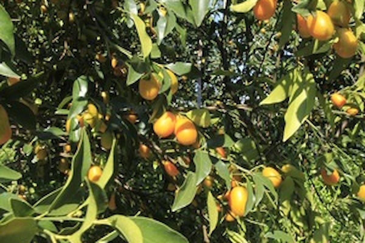 Kumquat, Mandarino Cinese: Proprietà e Benefici